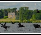 chateau-cormoran-webg.jpg