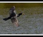 cormoran-vole-webg.jpg