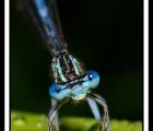 libellule-bleu-ombre-webg.jpg